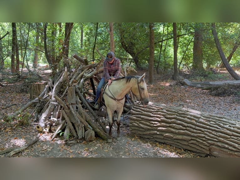 Appaloosa Ruin 14 Jaar 135 cm Buckskin in Tres Pinos