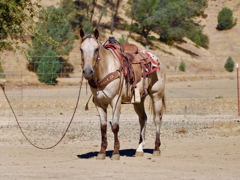 Appaloosa Ruin 14 Jaar 135 cm Buckskin in Tres Pinos