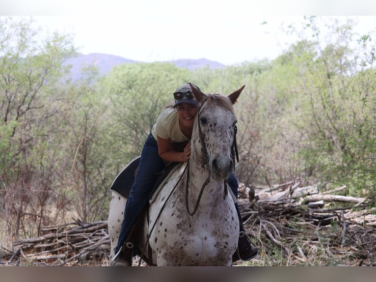 Appaloosa Ruin 14 Jaar 147 cm Roan-Red in Cottonwood AZ