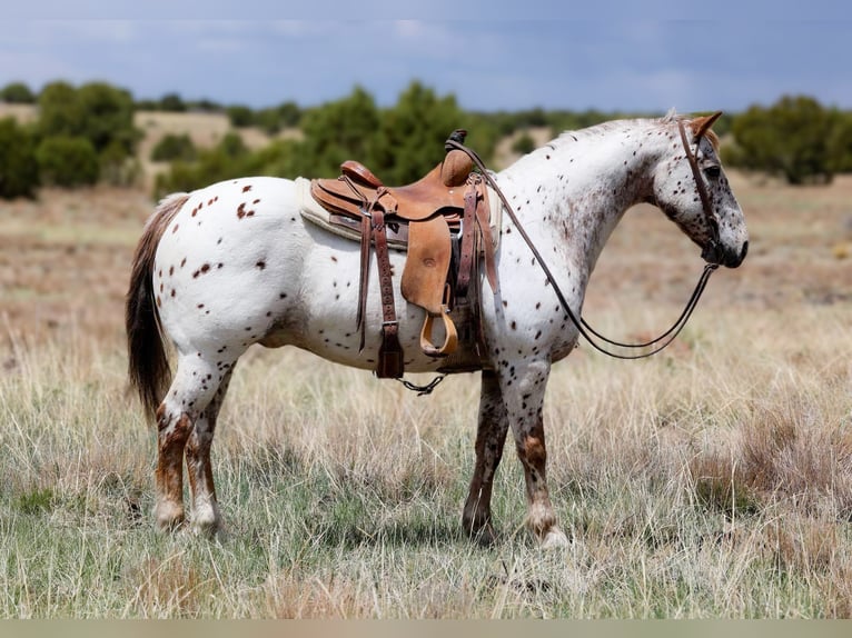 Appaloosa Ruin 14 Jaar 147 cm Roan-Red in Cottonwood AZ