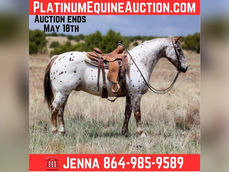 Appaloosa Ruin 14 Jaar 147 cm Roan-Red in Cottonwood AZ