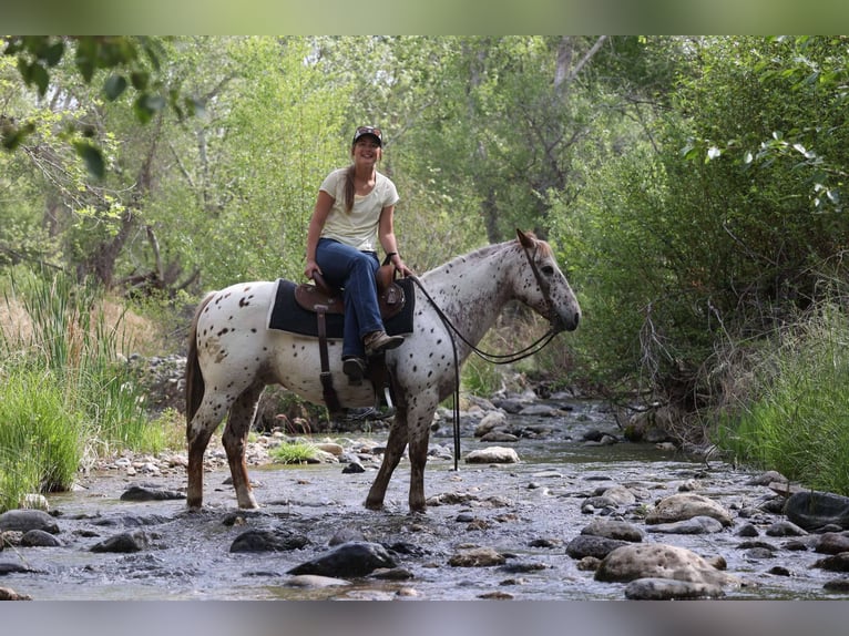 Appaloosa Ruin 14 Jaar 147 cm Roan-Red in Cottonwood AZ
