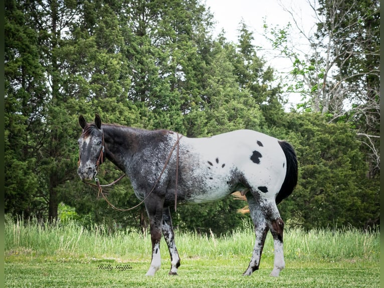 Appaloosa Ruin 14 Jaar 152 cm Donkere-vos in Greenville KY