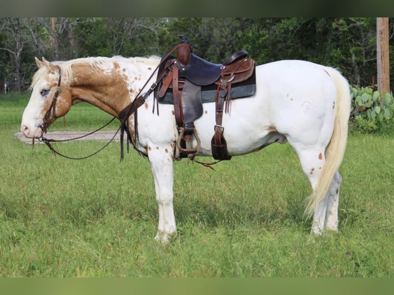 Appaloosa Ruin 14 Jaar 157 cm Donkere-vos in Morgan Mill TX