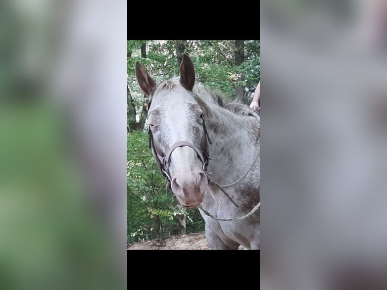 Appaloosa Ruin 14 Jaar 161 cm  in Waldbreitbach