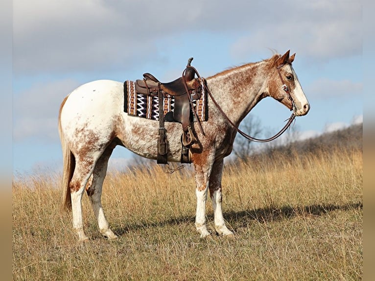 Appaloosa Ruin 14 Jaar Roodvos in Brodhead KY