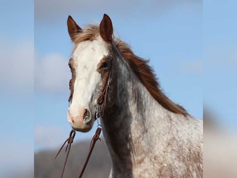 Appaloosa Ruin 14 Jaar Roodvos in Brodhead KY