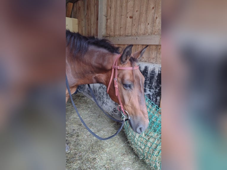 Appaloosa Mix Ruin 15 Jaar 150 cm Bruin in Assling