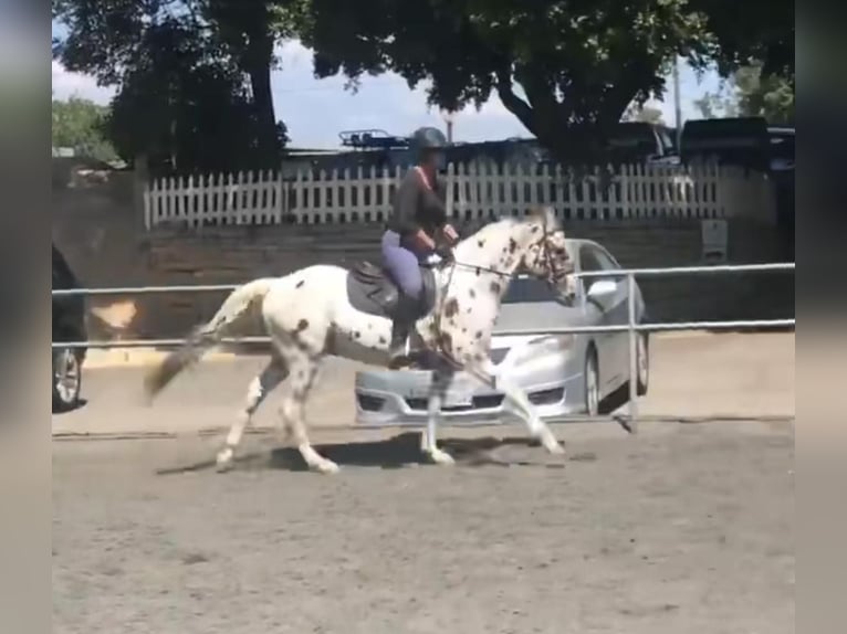 Appaloosa Ruin 15 Jaar 150 cm Donkere-vos in Bitterwater CA