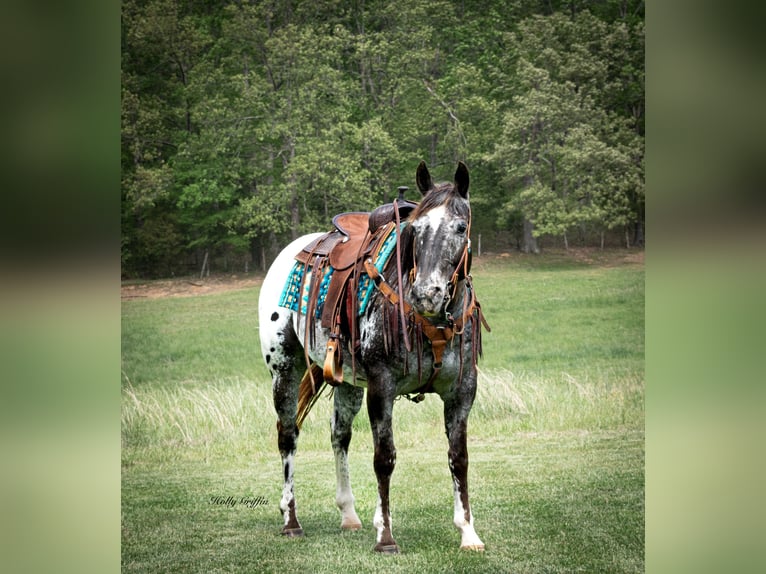 Appaloosa Ruin 15 Jaar 152 cm Donkere-vos in Greenville KY