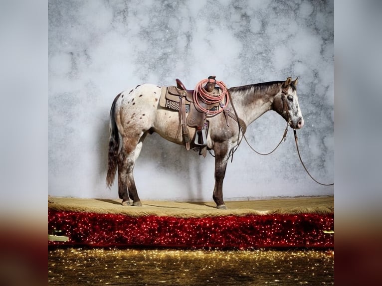 Appaloosa Ruin 15 Jaar 152 cm Roodbruin in Paicines CA