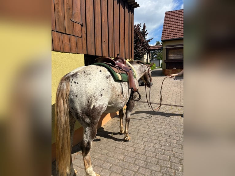Appaloosa Ruin 15 Jaar 155 cm Donkere-vos in Leutersdorf
