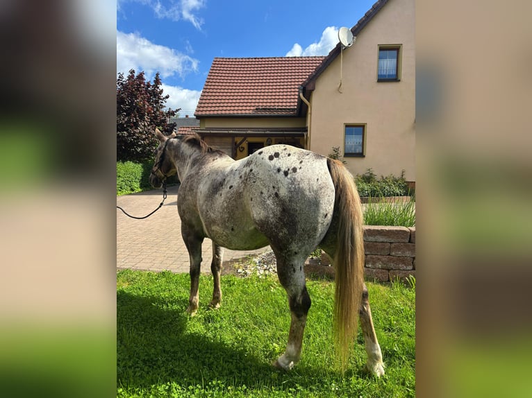 Appaloosa Ruin 15 Jaar 155 cm Donkere-vos in Leutersdorf