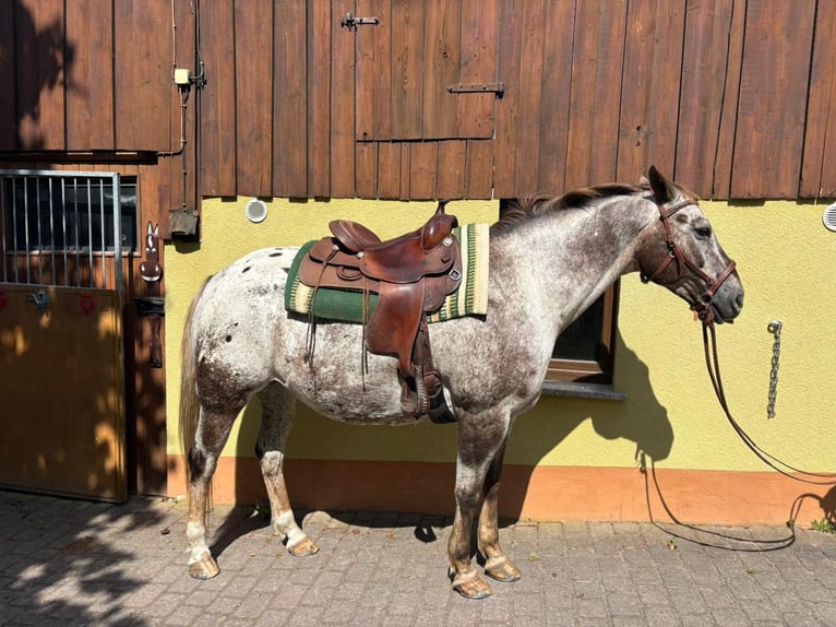 Appaloosa Ruin 15 Jaar 155 cm Donkere-vos in Leutersdorf