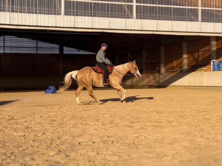 Appaloosa Ruin 15 Jaar 157 cm Palomino in Rot an der Rot