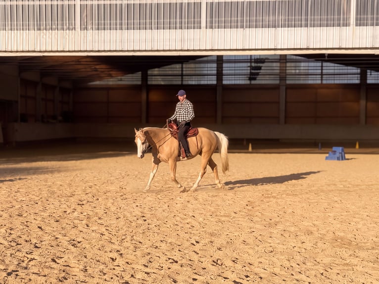 Appaloosa Ruin 15 Jaar 157 cm Palomino in Rot an der Rot