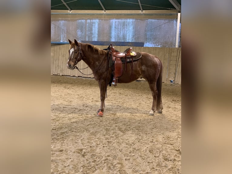 Appaloosa Ruin 15 Jaar 158 cm Vos in Mülheim an der Ruhr