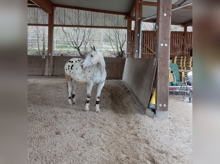 Appaloosa Ruin 15 Jaar 163 cm Appaloosa in Nastätten