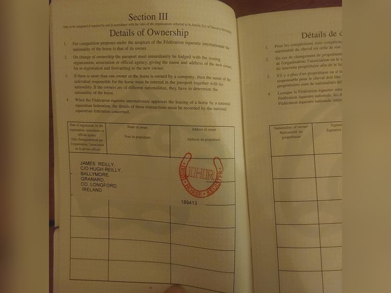 Appaloosa Ruin 15 Jaar 163 cm in Nastätten