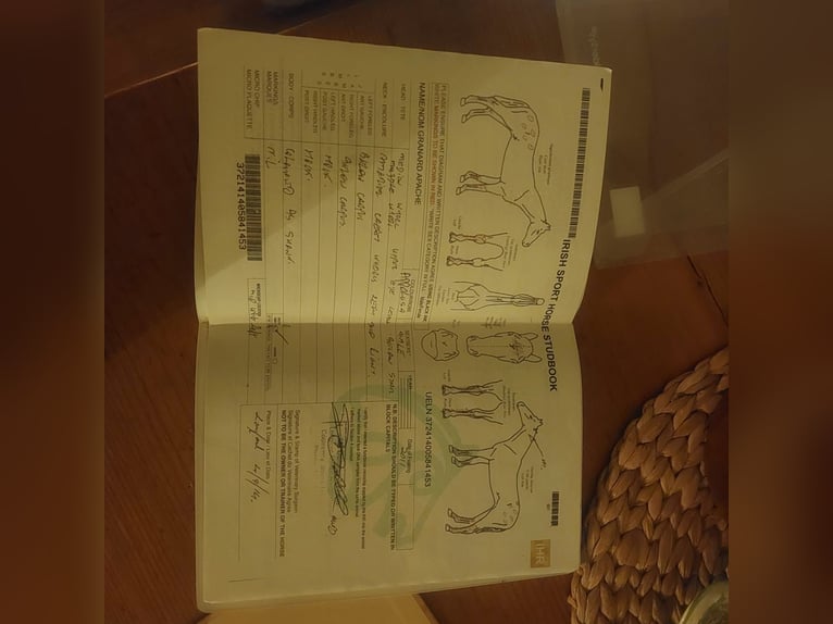 Appaloosa Ruin 15 Jaar 163 cm in Nastätten