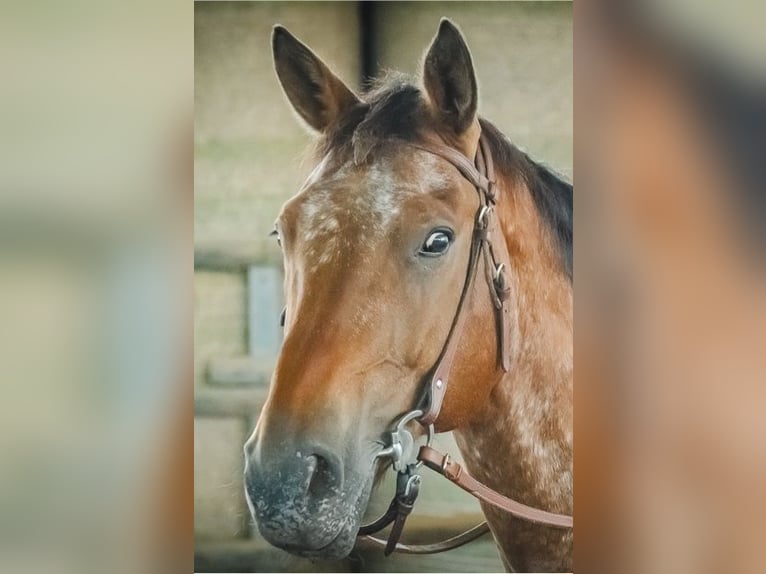 Appaloosa Ruin 15 Jaar  in Klausen