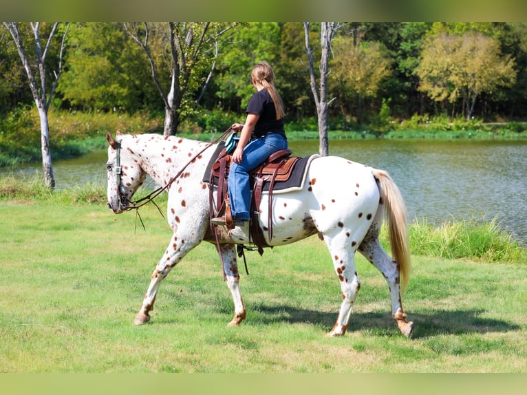 Appaloosa Ruin 16 Jaar 152 cm Donkere-vos in Forney