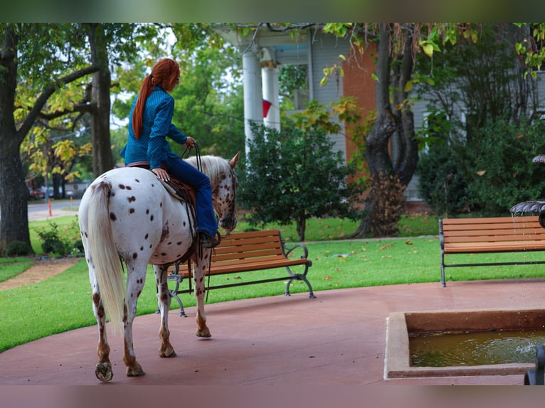 Appaloosa Ruin 16 Jaar 152 cm Donkere-vos in Forney