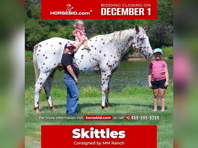 Appaloosa Ruin 16 Jaar 152 cm Donkere-vos in Forney