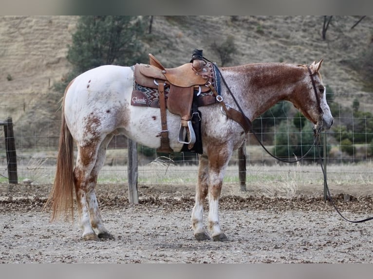Appaloosa Ruin 16 Jaar 152 cm Roan-Red in Paicines CA