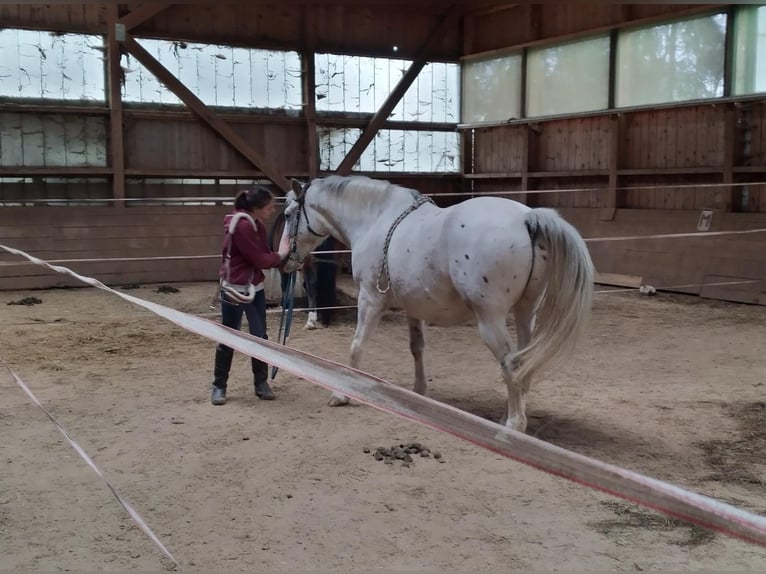 Appaloosa Mix Ruin 16 Jaar 154 cm Appaloosa in PollingPolling