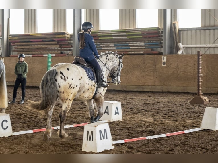 Appaloosa Mix Ruin 16 Jaar 160 cm Appaloosa in Leutenbach