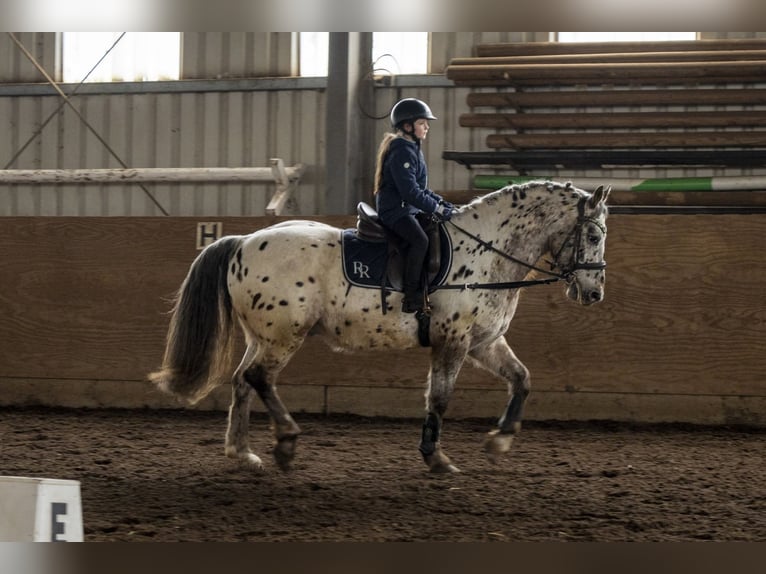 Appaloosa Mix Ruin 16 Jaar 160 cm Appaloosa in Leutenbach
