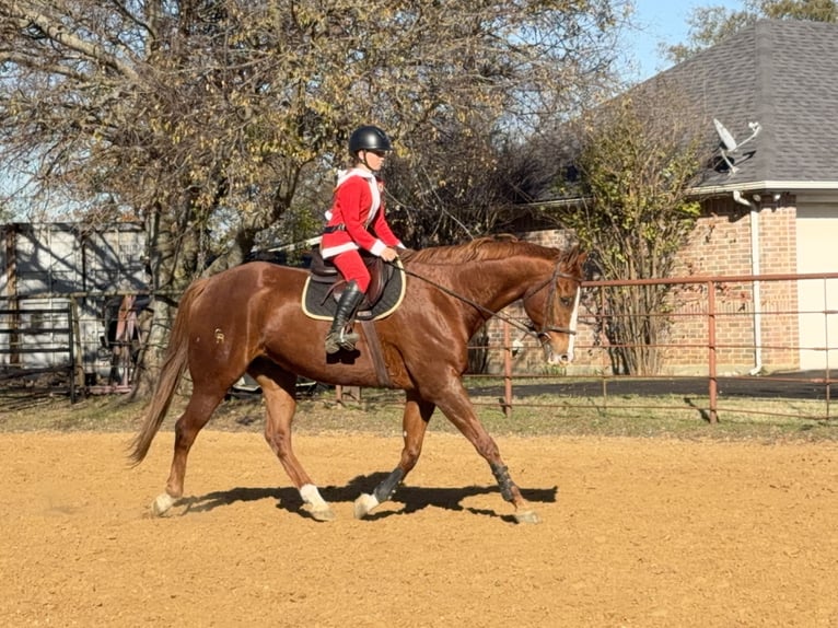 Appaloosa Ruin 16 Jaar 173 cm Donkere-vos in Cleburne
