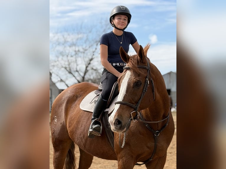 Appaloosa Ruin 16 Jaar 173 cm Donkere-vos in Cleburne