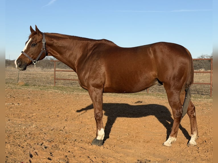Appaloosa Ruin 16 Jaar 173 cm Donkere-vos in Cleburne