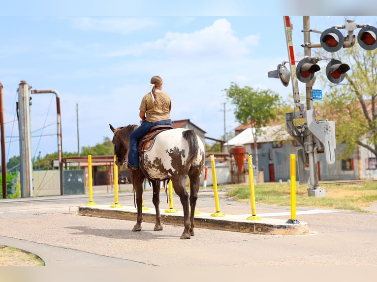 Appaloosa Ruin 16 Jaar  in Terrell
