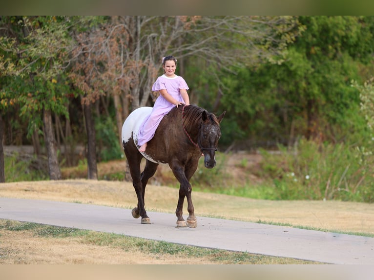 Appaloosa Ruin 16 Jaar  in Terrell