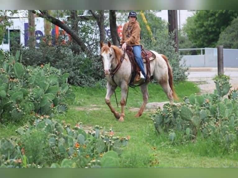 Appaloosa Ruin 17 Jaar 157 cm Roodvos in Poolville