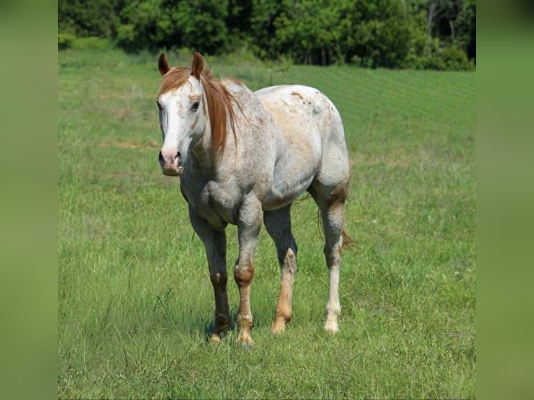 Appaloosa Ruin 17 Jaar 157 cm Roodvos in Poolville