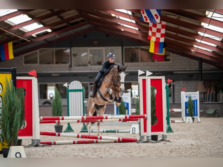 Appaloosa Ruin 18 Jaar 160 cm Appaloosa in Oud Gastel