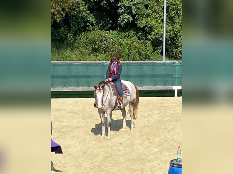 Appaloosa Ruin 19 Jaar 155 cm Roan-Red in Viereth-Trunstadt