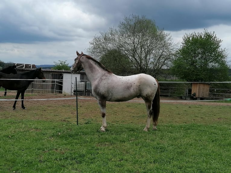 Appaloosa Ruin 19 Jaar 155 cm Roan-Red in Viereth-Trunstadt