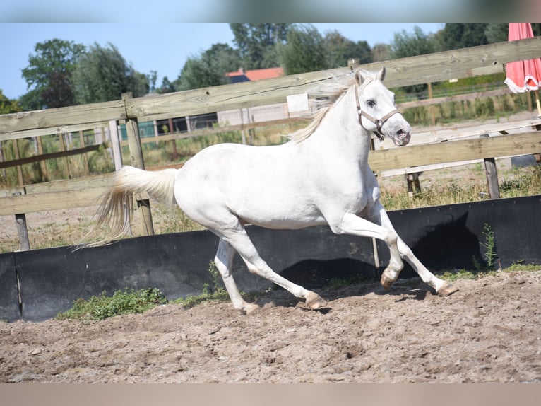 Appaloosa Ruin 19 Jaar  in Achtmaal
