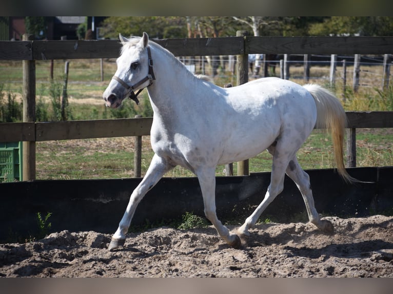 Appaloosa Ruin 19 Jaar  in Achtmaal