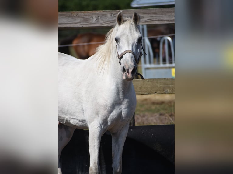 Appaloosa Ruin 19 Jaar  in Achtmaal