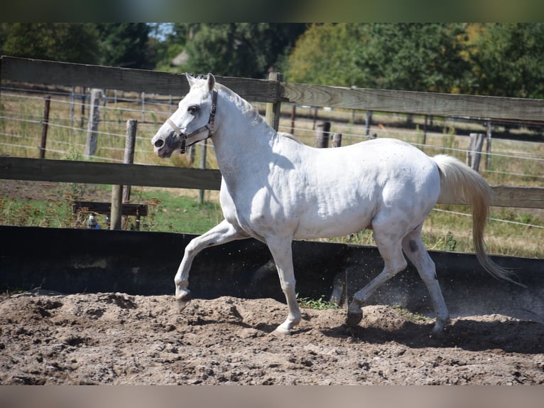 Appaloosa Ruin 19 Jaar  in Achtmaal