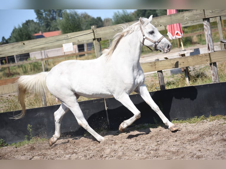 Appaloosa Ruin 19 Jaar  in Achtmaal