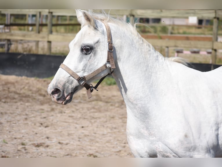 Appaloosa Ruin 19 Jaar  in Achtmaal