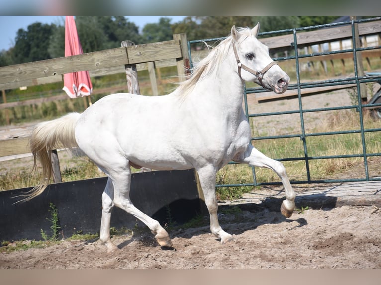 Appaloosa Ruin 19 Jaar  in Achtmaal