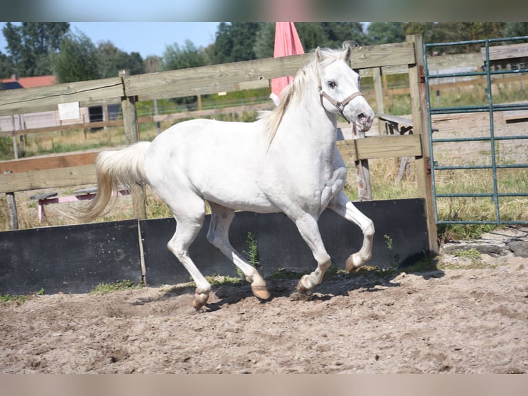 Appaloosa Ruin 19 Jaar  in Achtmaal